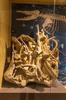Vadi al Hitan, Faiyum, Mısır. 20 Şubat 2022. Wadi el-Hitan paleontoloji sahasındaki müzede balina fosili.