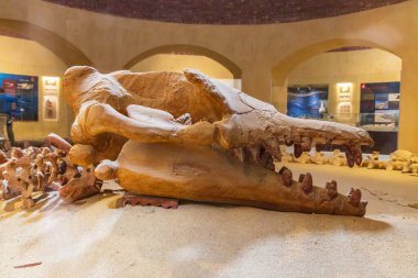Vadi al Hitan, Faiyum, Mısır. 20 Şubat 2022. Wadi el-Hitan paleontolojik alanındaki müzedeki fosil balina kafatası..