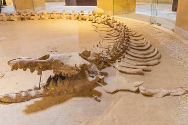 Vadi al Hitan, Faiyum, Mısır. 20 Şubat 2022. Wadi el-Hitan paleontoloji sahasındaki müzede balina fosili.