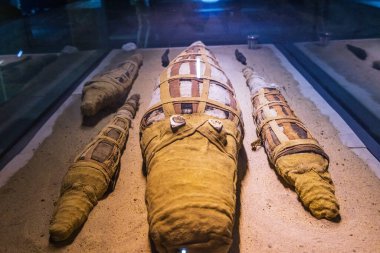 Kom Ombo, Aswan, Mısır. 25 Şubat 2022. Kom Ombo 'daki bir müzede mumyalanmış timsahlar.