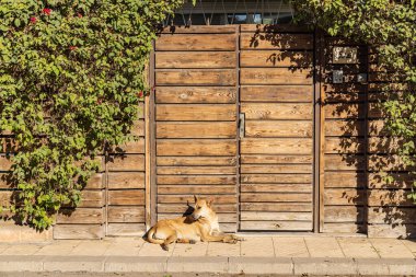 Kahire, Mısır. Sokak köpeği kaldırımda yatıyor..