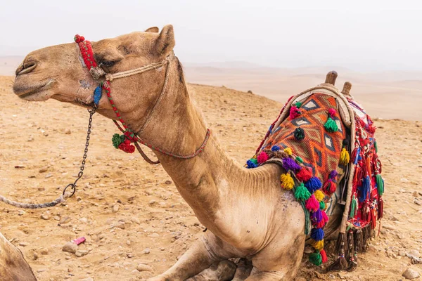 Gizé Cairo Egipto Camel Com Cobertor Decorativo Halter Cairo — Fotografia de Stock