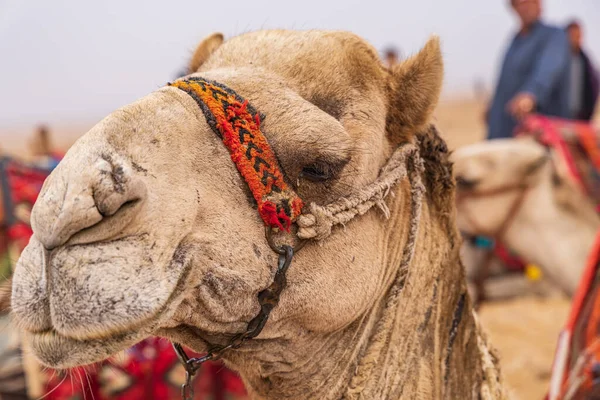 Giza Kair Egipt Wielbłąd Dekoracyjnym Halterem Gizie Kair — Zdjęcie stockowe