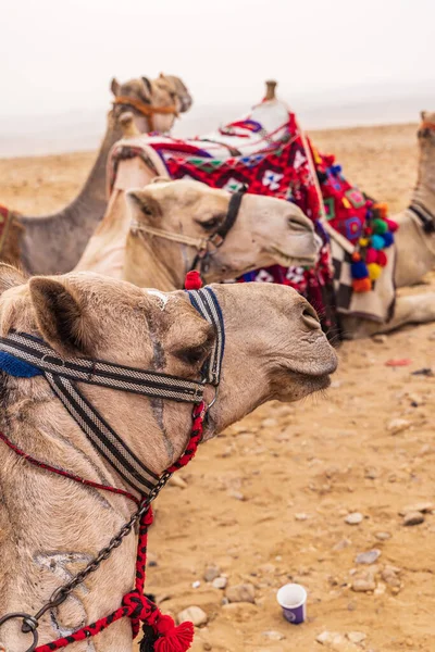 카이로 이집트 카이로 낙타들 — 스톡 사진
