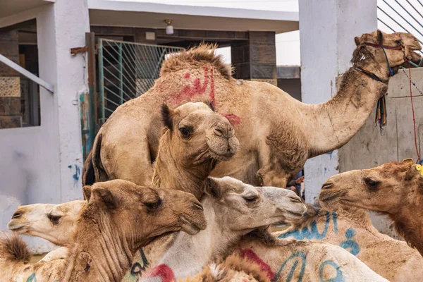 Birqash Cairo Egipto Camelos Venda Birqash Camel Market Fora Cairo — Fotografia de Stock