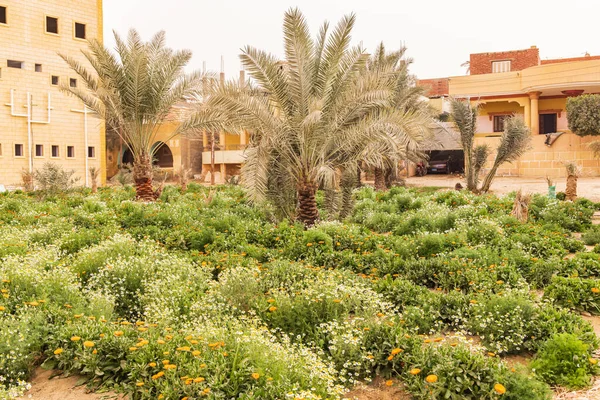 Faiyum Egypte Egyptische Tuin Voor Goudsbloemen Kamille Voor Oogst — Stockfoto