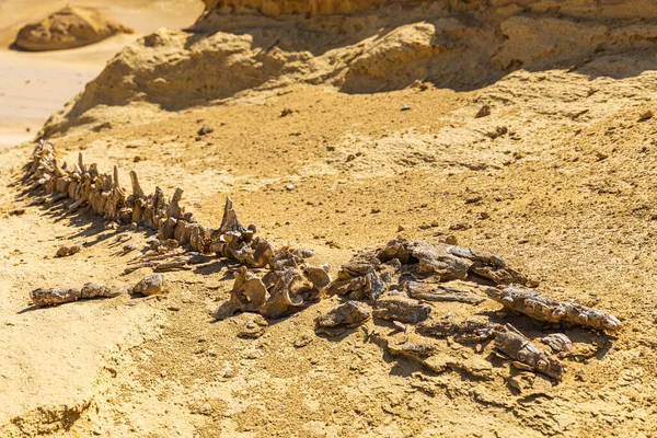Vadi al Hitan, Faiyum, Mısır. Wadi el-Hitan 'ın paleontolojik alanındaki yorumlayıcı patika boyunca balina fosili.
