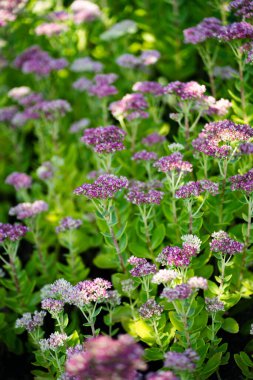 Yaz güneşinde leylak