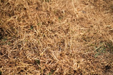 Kalıcı kuraklığın doğa üzerindeki etkileri