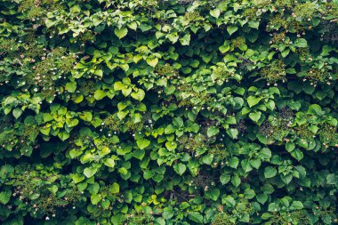 Ivy, bir evin duvarlarını örtüyor.