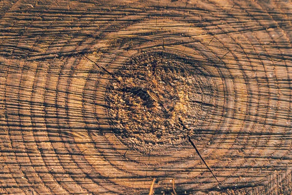 Cut Tree Showing Rings Ageing — Stock Photo, Image