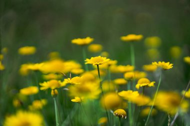 Taraxacum platycarpum, sarı karahindiba