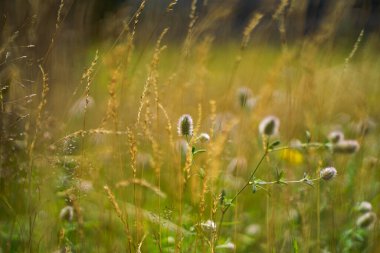Teasels / Dipsacus buğday pınarlı bir tarlada