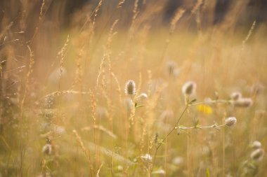 Yazın buğday tarlasında çay ve dipsakus.