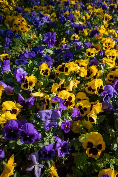 Patch of purple and yellow violets in springtime. Violet pansies in the summer garden. Floral background of purple and yellow violets and green leaves