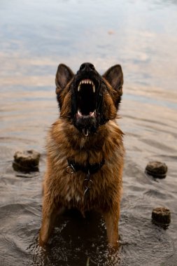Alman çoban köpeği suda oturuyor ve havlıyor.