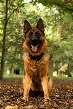 Alman çoban köpeği ormanda oturuyor.