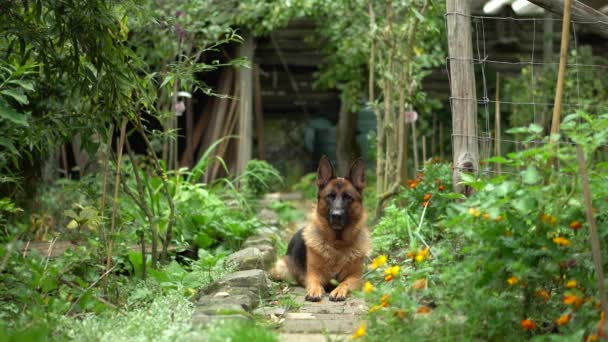 Tyska Herde Hund Ligger Trädgården — Stockvideo