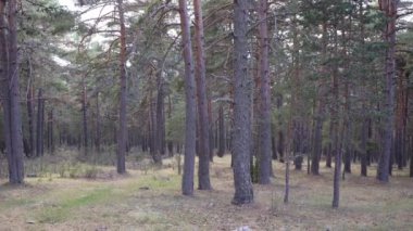 İspanya 'nın Teruel kentindeki sessiz bir Pinus Sylvestris ormanının durağan düzlemi. Yüksek kalite 4k görüntü