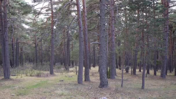 Statische Vlak Van Een Rustige Pinus Sylvestris Bos Teruel Spanje — Stockvideo