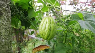 Chayote ağaçta olgunlaşıyor, toplanıp toplanamayacağını kontrol ediyor. Çiftlikteki Sechium Edule. Yüksek kalite 4k görüntü
