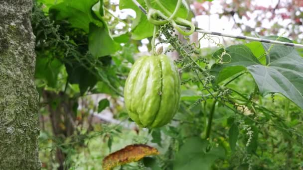 Chayote Amadurecendo Árvore Verificando Ele Pode Ser Escolhido Sechium Edule — Vídeo de Stock