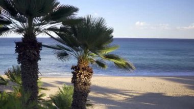 Arka planda deniz ve kumsal olan palmiye ağaçları havada hareket ediyordu. Tatil ve eğlence konsepti. Yüksek kalite 4k görüntü