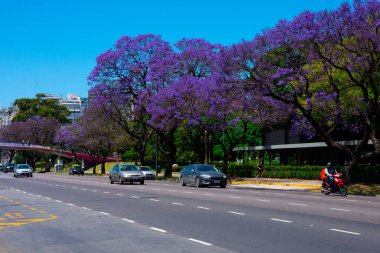 Buenos Aires, Arjantin. 7 Kasım 2021. Jacaranda Mimosifolia ağacı ve mor renkli çiçekler. Buenos Aires 'te bahar, Libertador Bulvarı