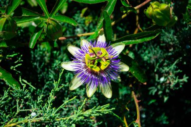 Passiflora, tutku çiçekleri ya da tutku sarmaşıkları olarak da bilinir. Buenos Aires, Arjantin