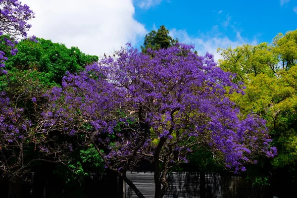 Jacaranda Mimosifolia Baum Mit Violetten Blüten Frühling Buenos Aires Argentinien — Stockfoto