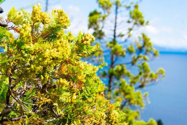 Nahuel Huapi Gölü ve arkasında dağlar olan bir ağaç. Bariloche, Arjantin