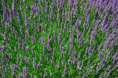 Bariloche, Arjantin 'deki lavanta bitkilerinin seçici odağı