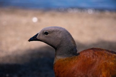 Ashy-headed goose (Cauquen Real - Chloephaga poliocephala). Typical bird of Villa La Angostura, Argentina clipart