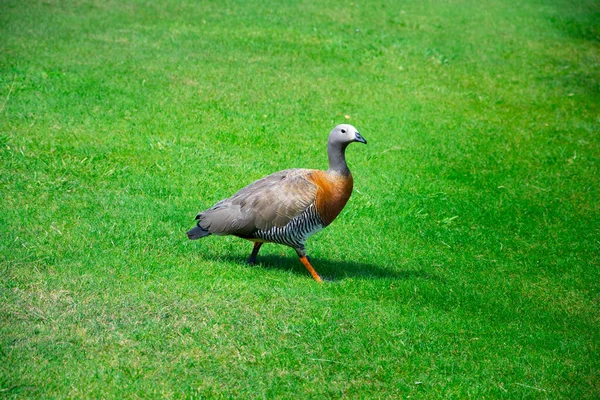 Ashy Headed Goose Cauquen Real Chloephaga Poliocephala Typical Bird Bariloche — Stock Photo, Image