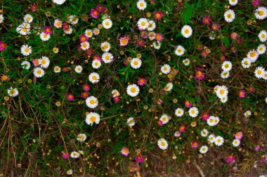 Bir bahçede papatya çiçekleri (Bellis perennis). Puerto Varas, Şili