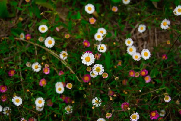 Flores Margarida Bellis Perennis Jardim Puerto Varas Chile — Fotografia de Stock