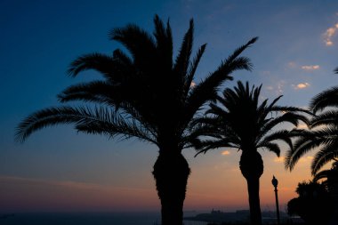 Palmiye ağacı manzarası. Tarragona 'da günbatımı. İspanya