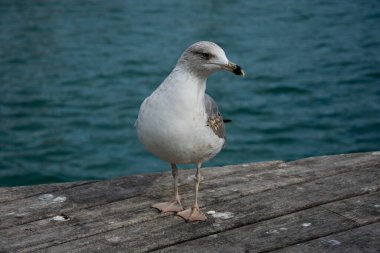 Martı portresi ve arka planda Akdeniz ile yakın çekim. Barselona, İspanya
