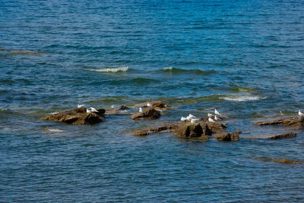 Gaviotas Las Rocas Lago Llanquihue Frutillar Bajo Chile — Foto de Stock