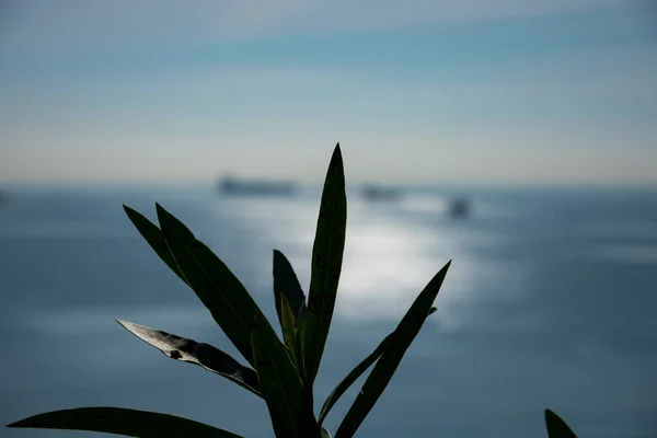 Plantenbladeren Met Oceaan Schepen Achtergrond — Stockfoto