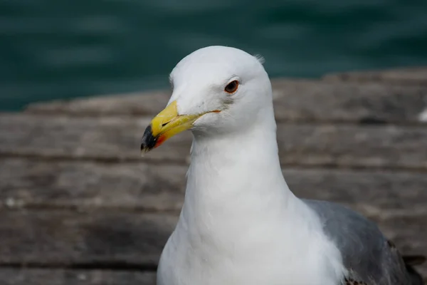 Retrato Gaviota Primer Plano Con Mar Mediterráneo Fondo Barcelona España — Foto de Stock