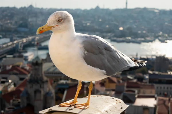 Gaviota Con Vista Aérea Ciudad Estambul Fondo Estambul Pavo — Foto de Stock