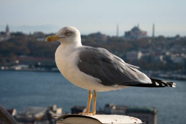 Arka planda İstanbul şehrinin hava manzaralı martı. İstanbul, hindi