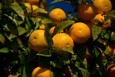 Arcos de la Frontera, İspanya 'da renkli portakal ağacı