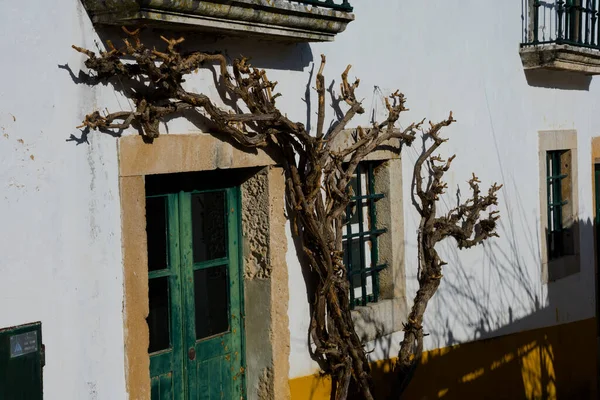 Ramas Árboles Sobre Una Antigua Fachada Casa Obidos Portugal —  Fotos de Stock