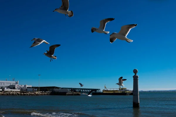 Lisboa Portugal Enero 2018 Las Gaviotas Volando Esperando Ser Alimentadas — Foto de Stock