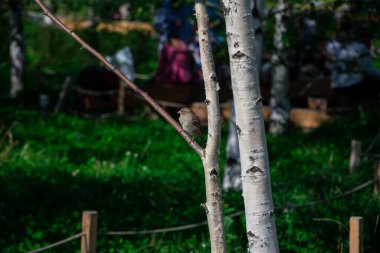Ağaç dalının üzerinde küçük bir kuş. Zaryadye Parkı. Moskova, Rusya