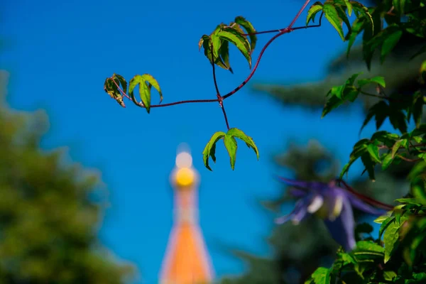 Tree Branches Leaves Moscow Russia — Stock Photo, Image