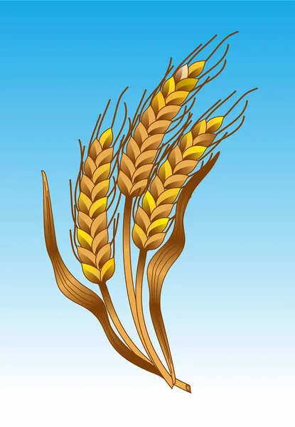 Wheat Ears Vector Drawing — Stock Vector