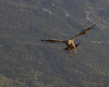 Akbabalar, genetler, buteo ve Kingfisher ile vahşi yaşam oturumu